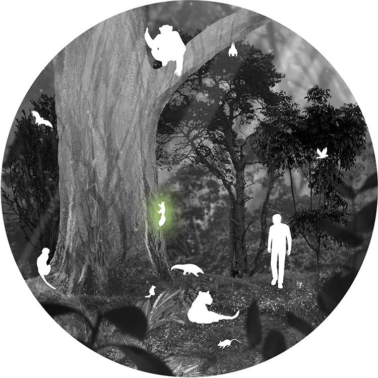 Forest scene 1