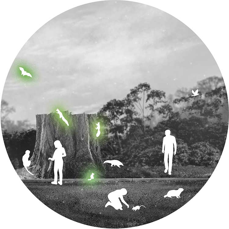 Forest scene 3