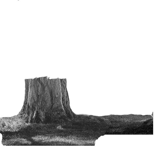 Forest scene 21