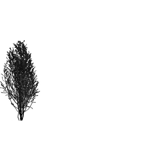 Forest scene 25