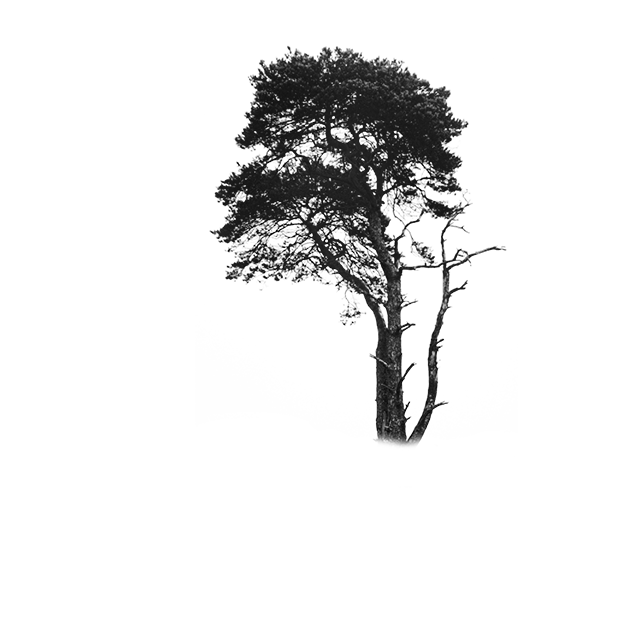 Forest scene 26
