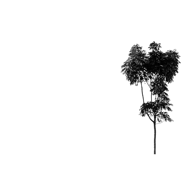 Forest scene 27