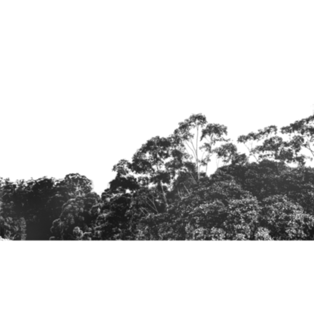 Forest scene 29