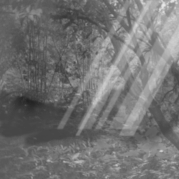Forest scene 31