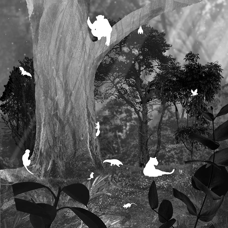 Forest, initial scene